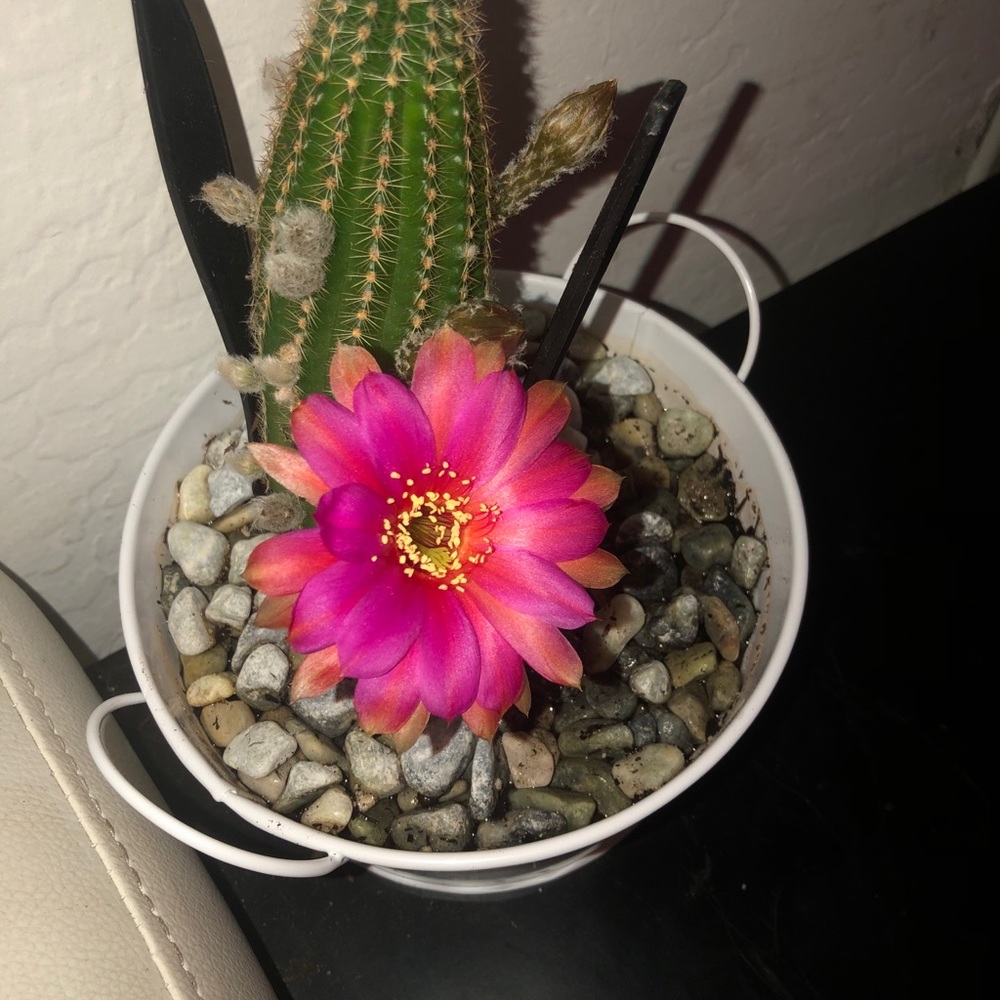 Meet your Posher, Yvette